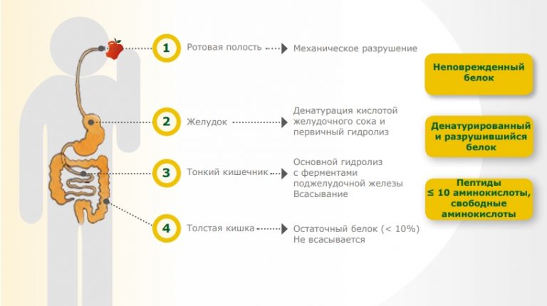 vazhnoe znachenie peptidov kollagena v predotvraschenii i lechenii osteoporoza