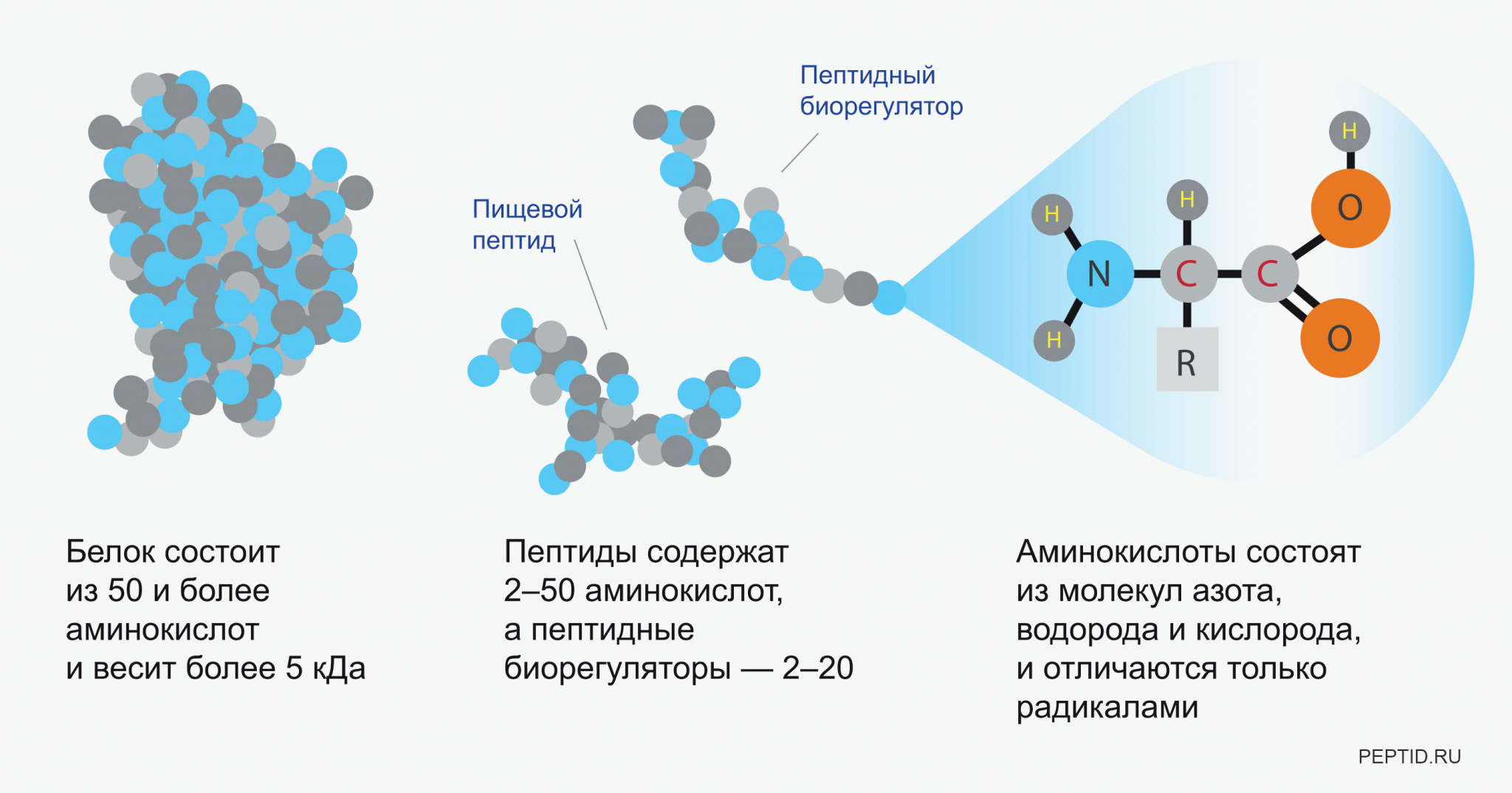 Пептиды в косметике что это. Пептиды. Белковые пептиды. Пептидные биорегуляторы. Пептиды олигопептиды полипептиды.