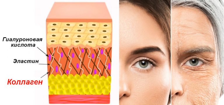 vozmozhno li ispolzovanie peptidov kollagena dlya zamedleniya protsessa stareniya